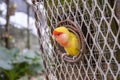 Peachfaced Lovebird aka Rosy-faced Lovebird Sticking His Head Out of the Nest Royalty Free Stock Photo
