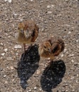 Peachicks walking on gravel path Royalty Free Stock Photo