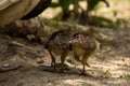 Peachicks Royalty Free Stock Photo