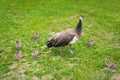 Peachicks and peafowl feeding on grass Royalty Free Stock Photo