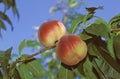 PEACHS persica vulgaris ON A BRANCH Royalty Free Stock Photo