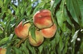 PEACHS persica vulgaris ON A BRANCH Royalty Free Stock Photo