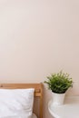 Peachy bedroom interior with empty wall, bed with white pillow, bedside table with plant in pot, minimal neutral home Royalty Free Stock Photo