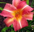Peachy orange star gazer lily Royalty Free Stock Photo