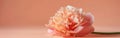 Peachy Peony: Minimalist Still Life Floral Composition on Neutral Beige Background Royalty Free Stock Photo