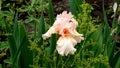 Peachy pink flower of iris bearded cultiva rBeverly Sills