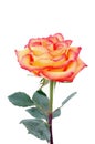 Peachy rose Royalty Free Stock Photo