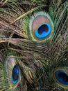 Peackock feather, green feather, exotic birds Royalty Free Stock Photo