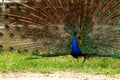 peacoc Royalty Free Stock Photo