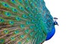 Peacock Royalty Free Stock Photo