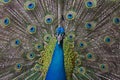 Peacock Royalty Free Stock Photo