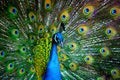 Peacock Royalty Free Stock Photo