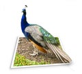 Peacock Royalty Free Stock Photo