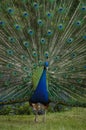 Peacock Royalty Free Stock Photo