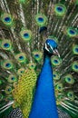 Peacock Royalty Free Stock Photo