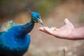 Peacock Royalty Free Stock Photo