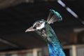 peacock Royalty Free Stock Photo