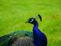 Peacock Royalty Free Stock Photo