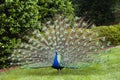 Peacock Royalty Free Stock Photo