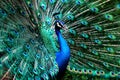 Peacock Royalty Free Stock Photo