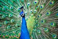Peacock Royalty Free Stock Photo