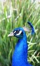 Peacock Royalty Free Stock Photo