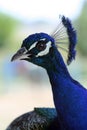 Peacock