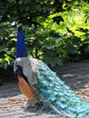 Peacock. Royalty Free Stock Photo