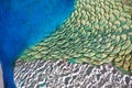 Peacock abstract Royalty Free Stock Photo