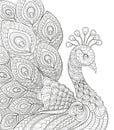 Peacock. Adult antistress coloring page. Black and white hand drawn doodle for coloring book