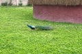 Peacock aesthetic colorful animal nature beauty