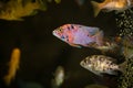 Peacock african cichlids couple