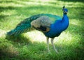 Peacock at the Alcazar, Seville, Andalucia, Spain