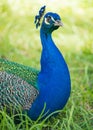 Peacock at the Alcazar, Seville, Andalucia, Spain