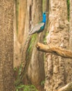 Peacock in all its beauty at Nagarahole national park/forest. India`s national bird