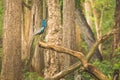 Peacock in all its beauty at Nagarahole national park/forest. India`s national bird