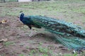 PEACOCK ALONE Royalty Free Stock Photo