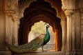 Peacock in Amber Fort, Jaipur, Rajasthan, India, A captivating image of a majestic exotic bird in city, AI Generated Royalty Free Stock Photo