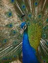 peacock