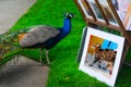 Peacock at Art Painting Stand