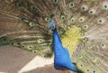 Peacock as very nice blue and green animal background Royalty Free Stock Photo