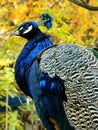 Peacock with Autumn Colors Royalty Free Stock Photo