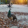 Peacock in autumn Park. Porto, Portugal. Nature. Royalty Free Stock Photo