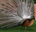 Peacock back Royalty Free Stock Photo