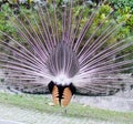 Peacock back Royalty Free Stock Photo