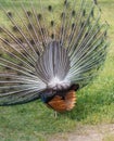 Peacock back Royalty Free Stock Photo