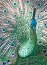 Peacock backlit Royalty Free Stock Photo