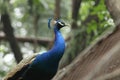 Peacock in Bangladesh national zoo