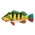 Peacock Bass bright Ocean Gamefish illustration Royalty Free Stock Photo