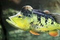 Peacock bass fish Royalty Free Stock Photo